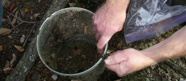 Image of man's hands holding a live trap for amphibians during a research project