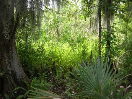 Image of palmettos, trees draped with Spanish moss, and other plants