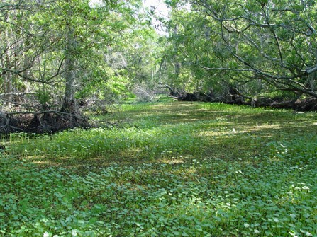 Image of bayou with surface covered by thickly growing vegetation Image of bayou with surface covered by thickly growing vegetation