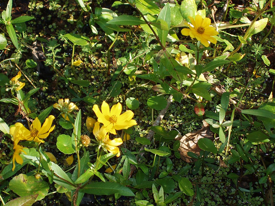 Bright yellow burmarigold flowers