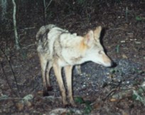 Coyote in dark woods