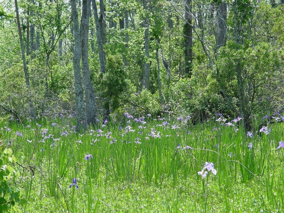 Giant blue irises in bloom in the swamp Giant blue irises in bloom in the swamp