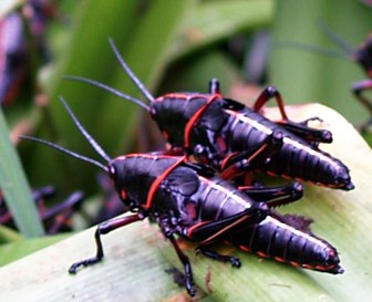 Image of two very large black grasshoppers with red stripes
