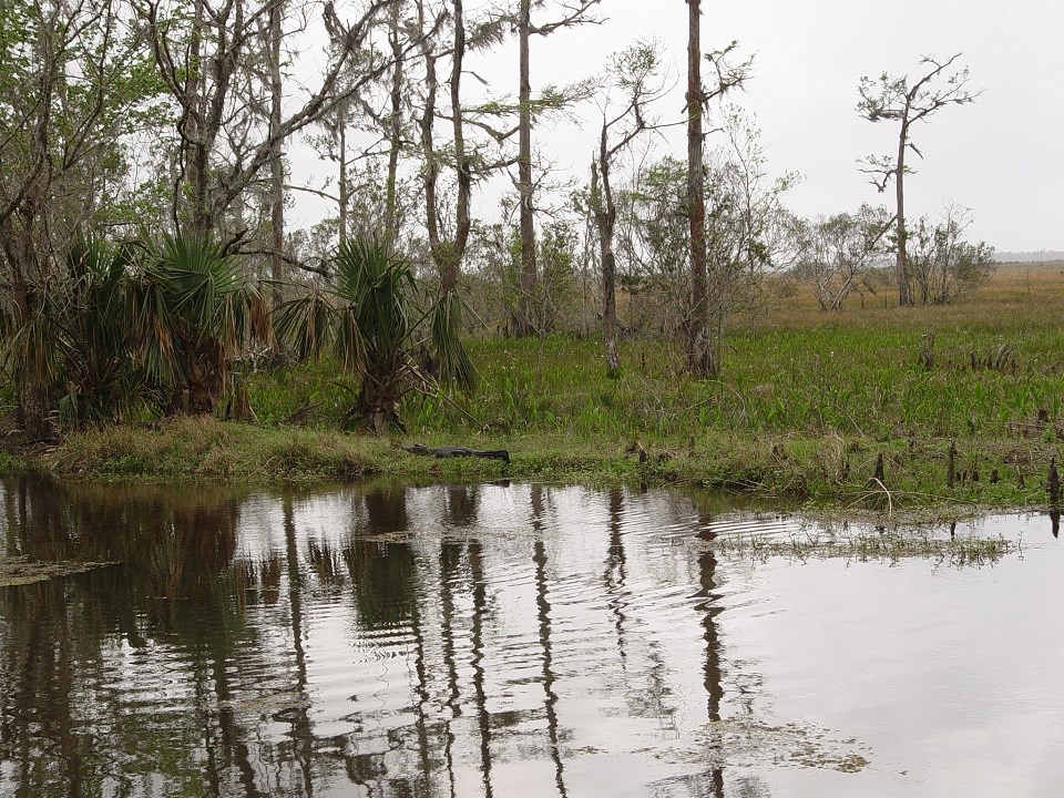 View from Barataria Preserve's Marsh Overlook Trail Scene of bayou, cypress trees, and marsh