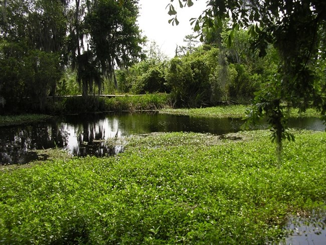 View across bayou toward boardwalk and trees on other side