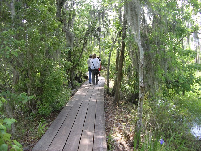 People walk on a boardwalk trail through the swamp People walk on a boardwalk trail through the swamp