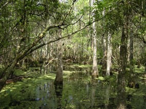 Swamp waters surround bald cypress trees
