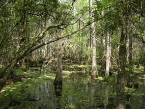 Swamp waters surround baldcypress trees Swamp waters surround baldcypress trees