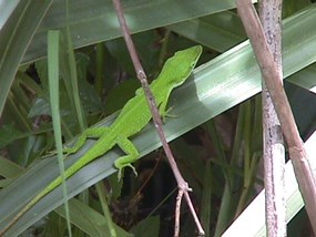 Anole on a leaf blade in the Barataria Preserve