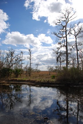 Blue sky is reflected in a bayou ringed with baldcypress trees and marsh grasses Blue sky is reflected in a bayou ringed with baldcypress trees and marsh grasses