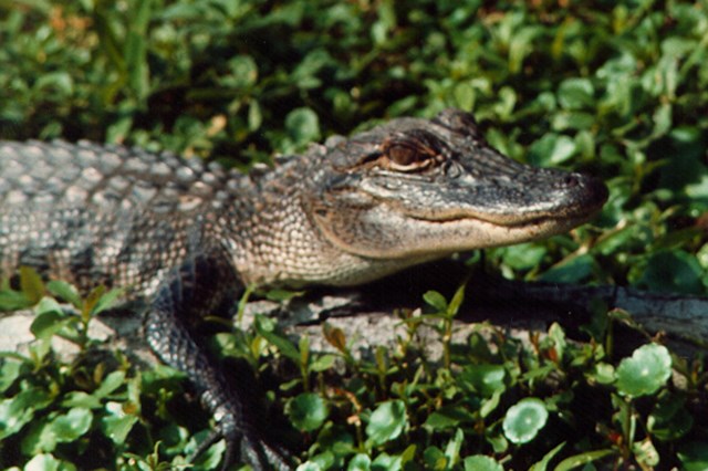 Baby alligator amidst vegetation