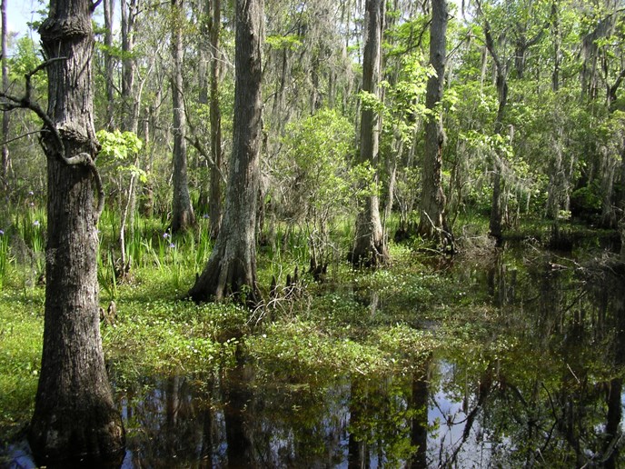 Image of swamp scene with baldcypress trees and water
