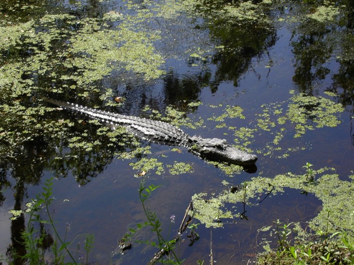 Image of alligator floating in a bayou