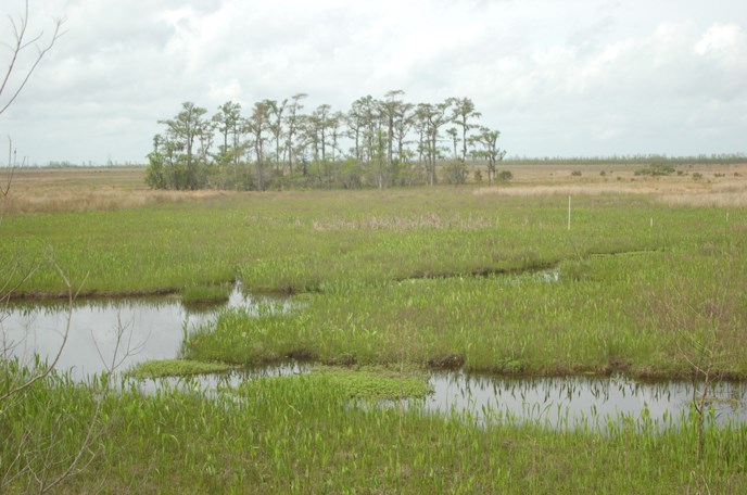 Image of marsh with a grove of trees on the horizon