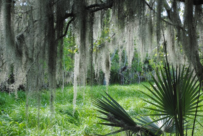 Image of palmettos and Spanish moss in the swamp