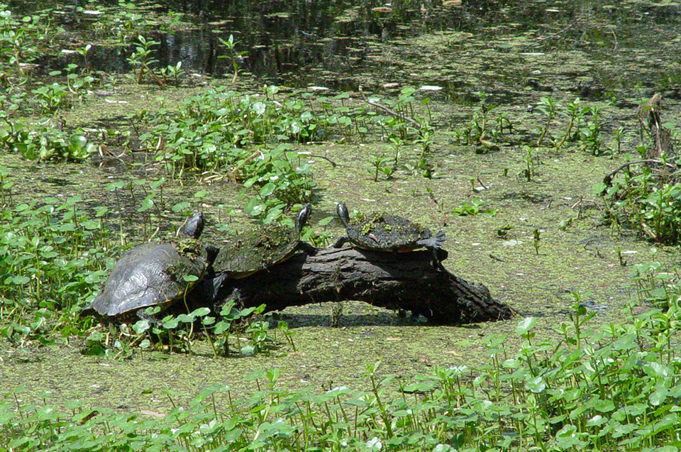 Three turtles on a log enjoy the sunshine Three turtles on a log enjoy the sunshine