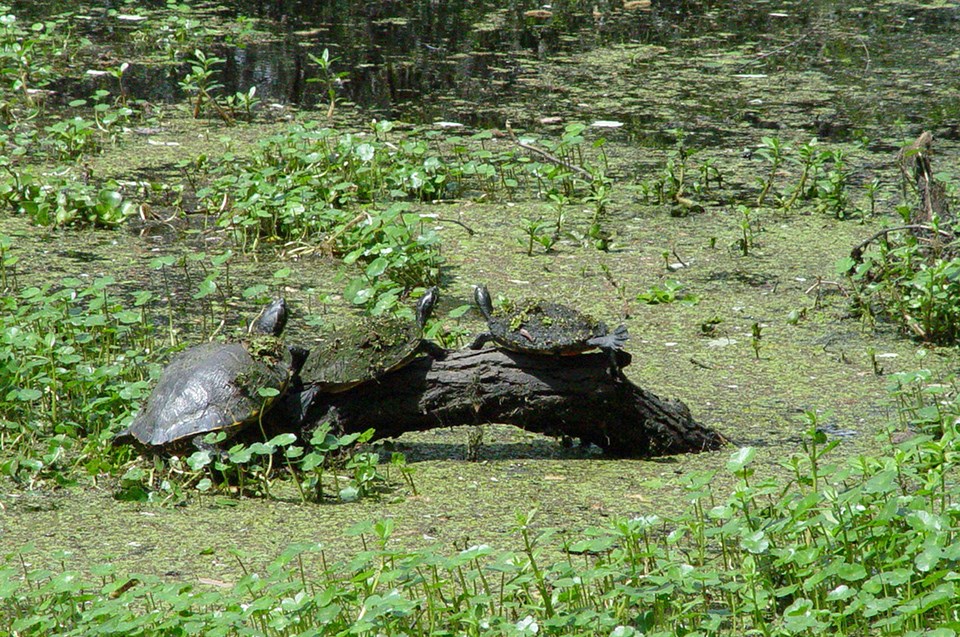 Three turtles on a log enjoy the sunshine