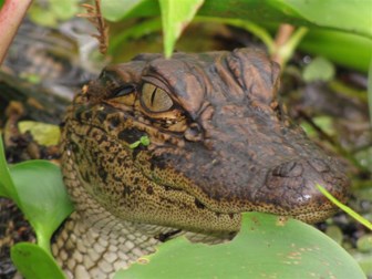 Image of young alligator peering through vegetation