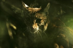 Bobcat peers out of plants Bobcat peers out of plants