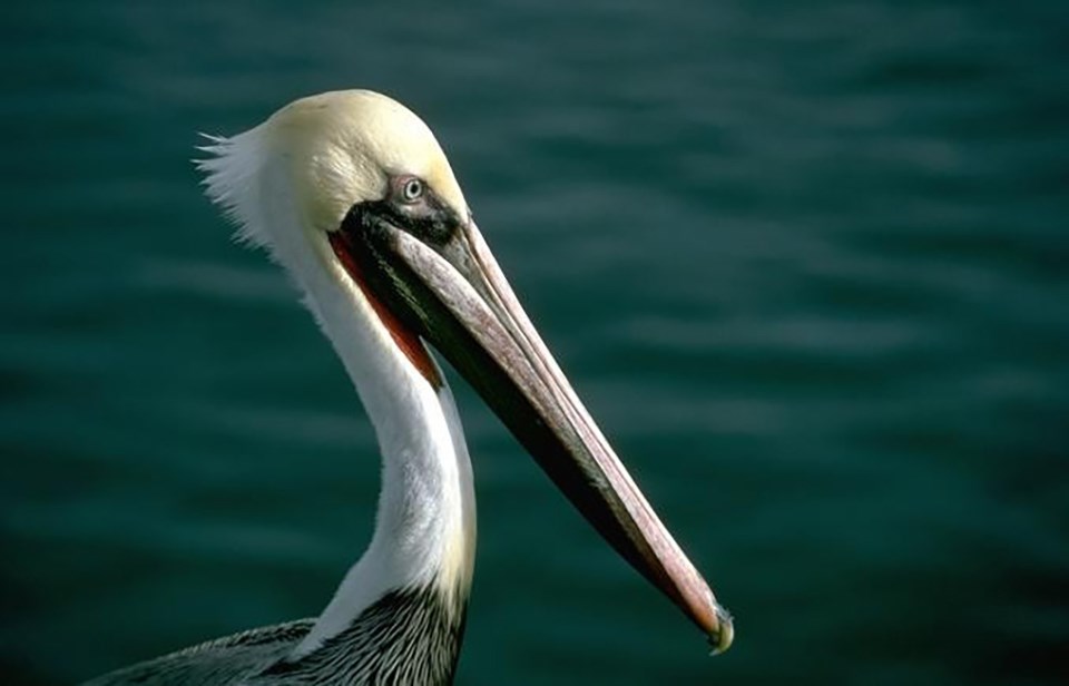 Brown pelican