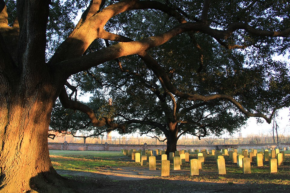 Live oak tree frames view of headstones