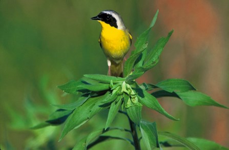 Image of common yellowthroat, a bright yellow bird with a black mask on its face Image of common yellowthroat, a bright yellow bird with a black mask on its face