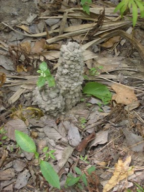 Crawfish mound