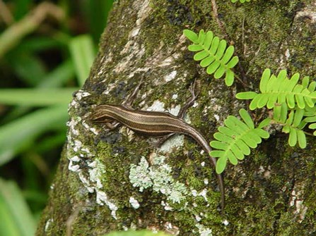 Image of five-lined skink on a tree trunk