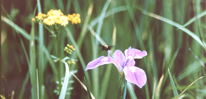 A bee hovers near a purple iris while yellow flowers bloom in the background A bee hovers near a purple iris while yellow flowers bloom in the background