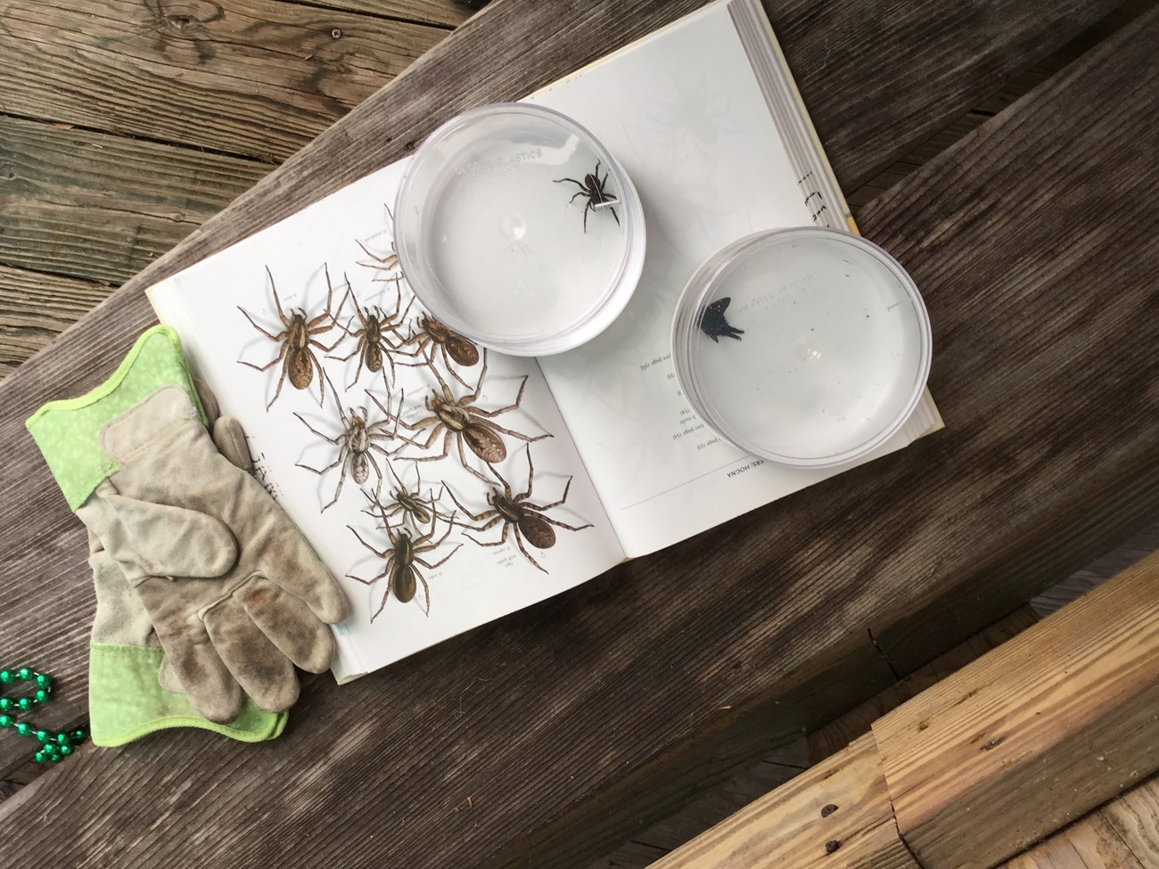species identification book on table with gloves and two dishes holding insects.