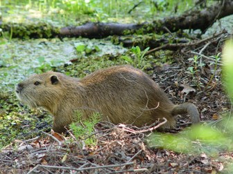 Image of a nutria