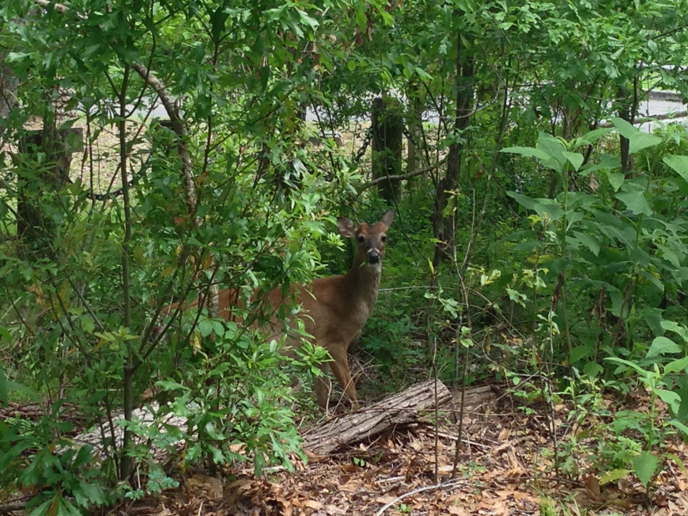 White-tailed deer peering through vegetation White-tailed deer peering through vegetation