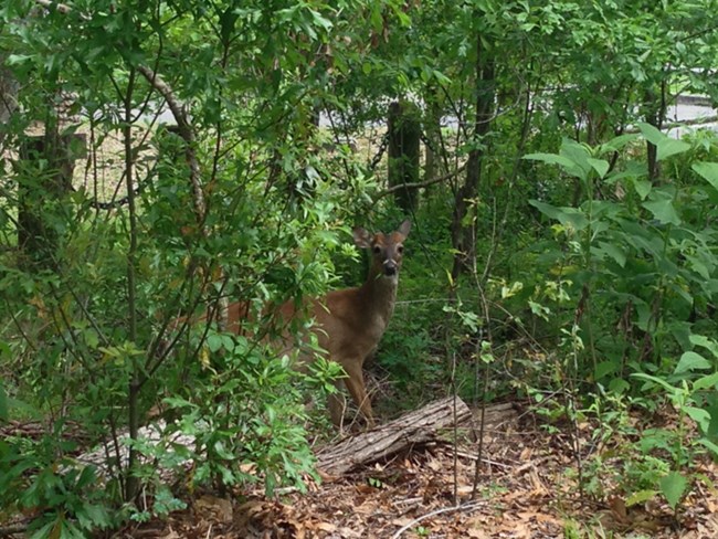 White-tailed deer standing among trees