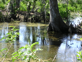 A duck floats in a bayou with big trees on its banks A duck floats in a bayou with big trees on its banks