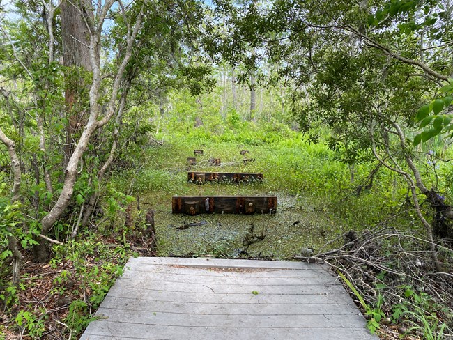 A boardwalk trail damaged with planks missing and swamp water surrounding.