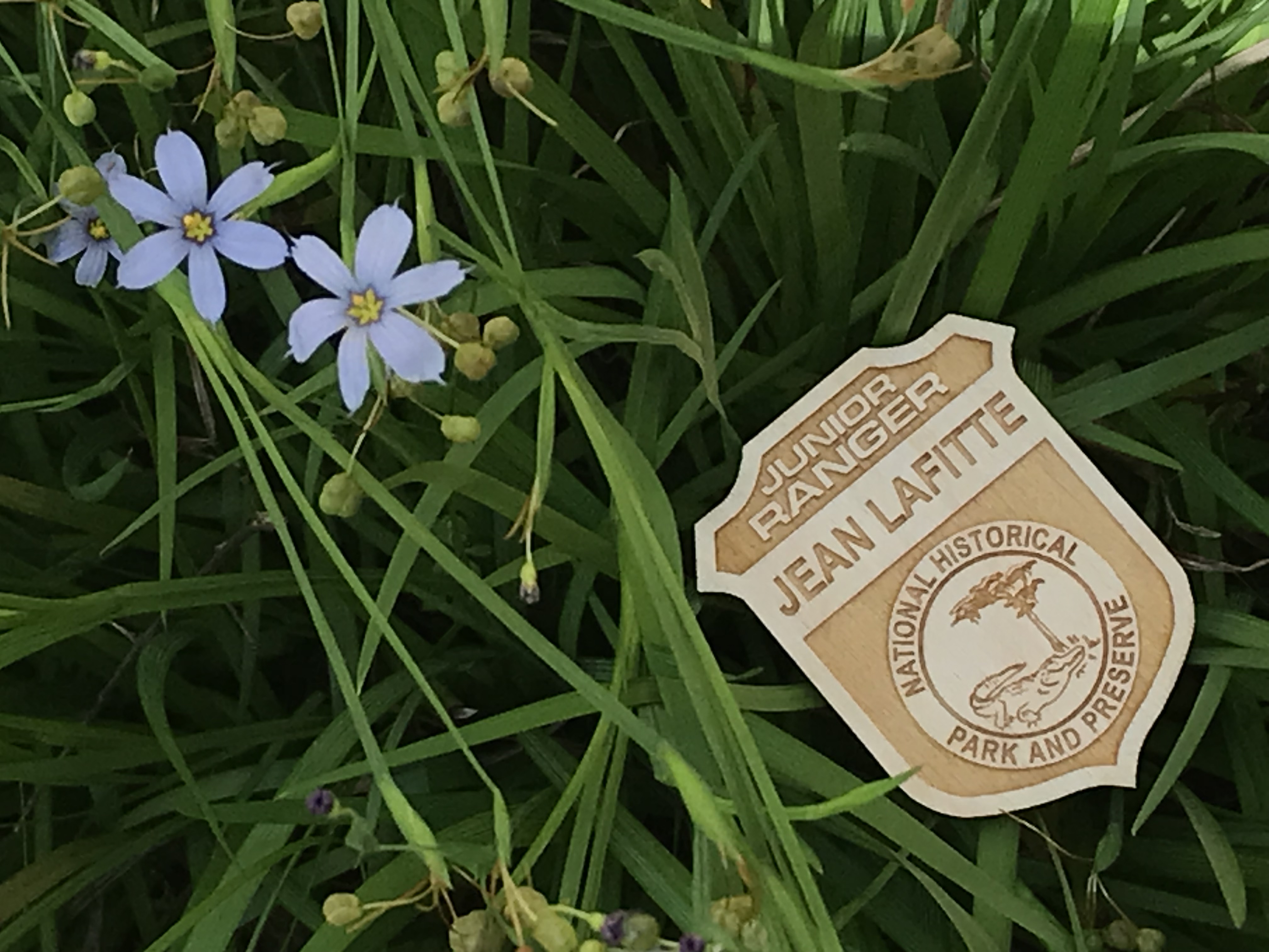 A wooden badge with text that says "Junior Ranger, Jean Lafitte National Historical Park and Preserve" with an image of an alligator and a cypress tree sits on green leaves next to 2 blue flowers with yellow centers.