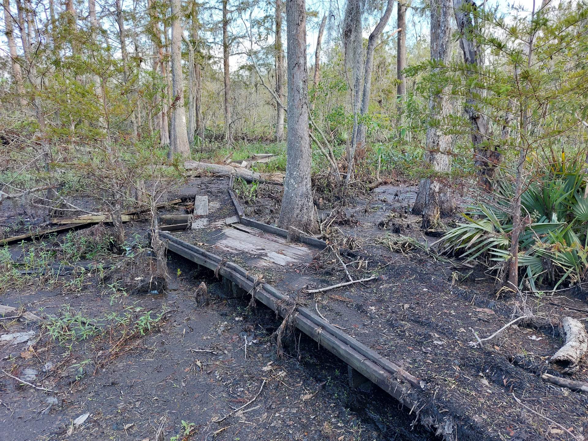 A wooden boardwalk through a swamp is broken and covered with mud and storm debris.