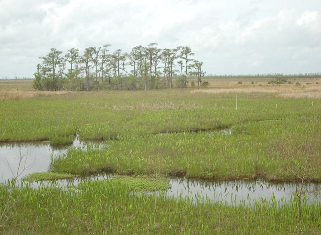 View of marsh with a few trees on the horizon