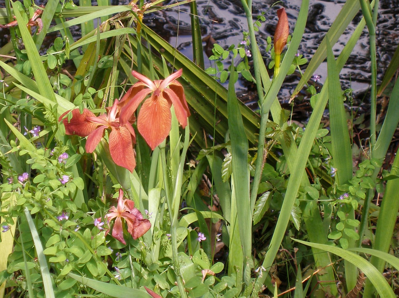 Four flowers with red petals. Green vegetation and water in background