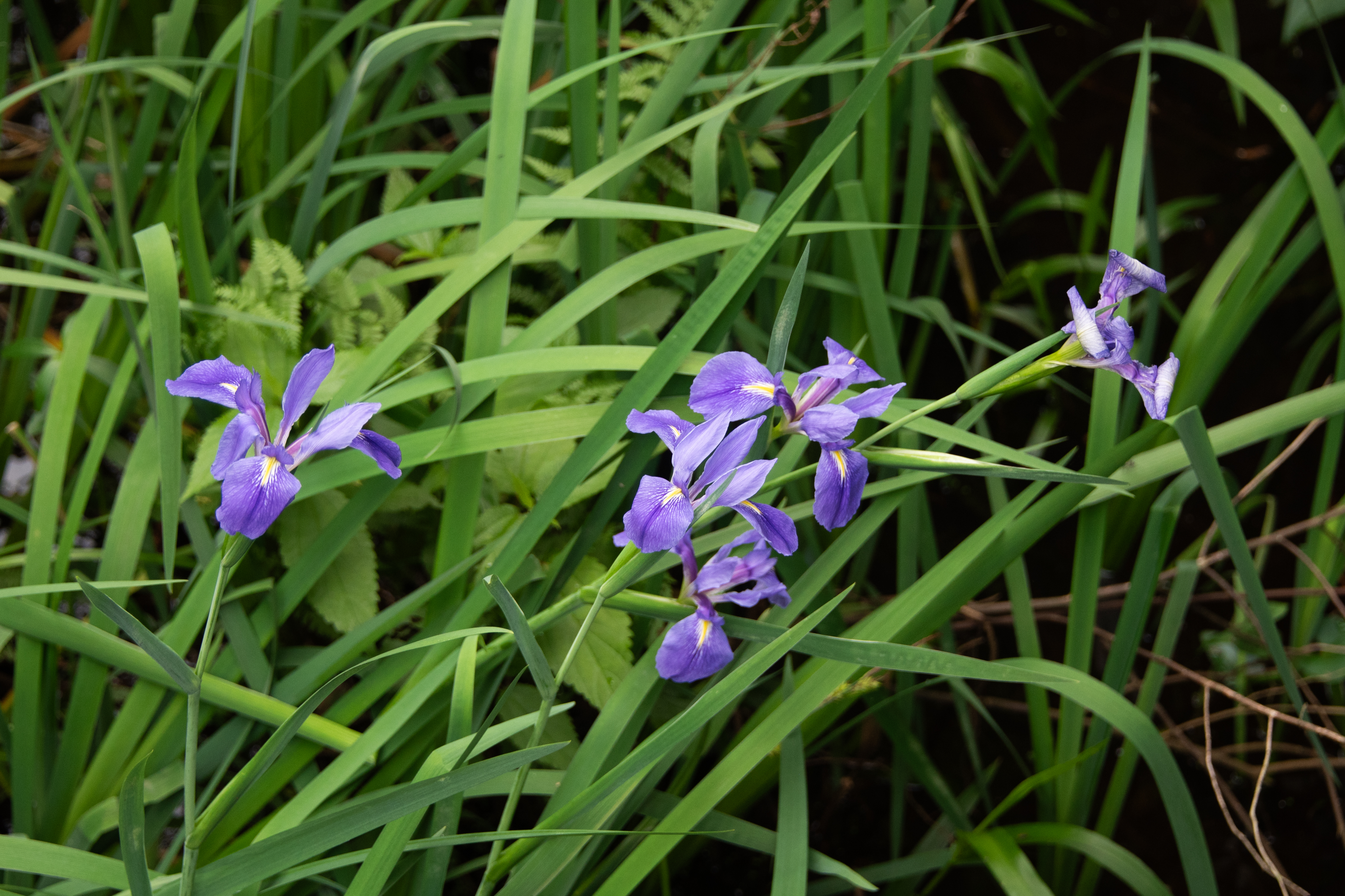 A group of irises blooming