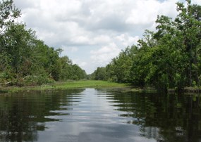 A canal's rippling water reflects trees as it reaches towards the horizon A canal's rippling water reflects trees as it reaches towards the horizon