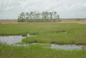 Bayou winds through a green marsh with trees on the horizon