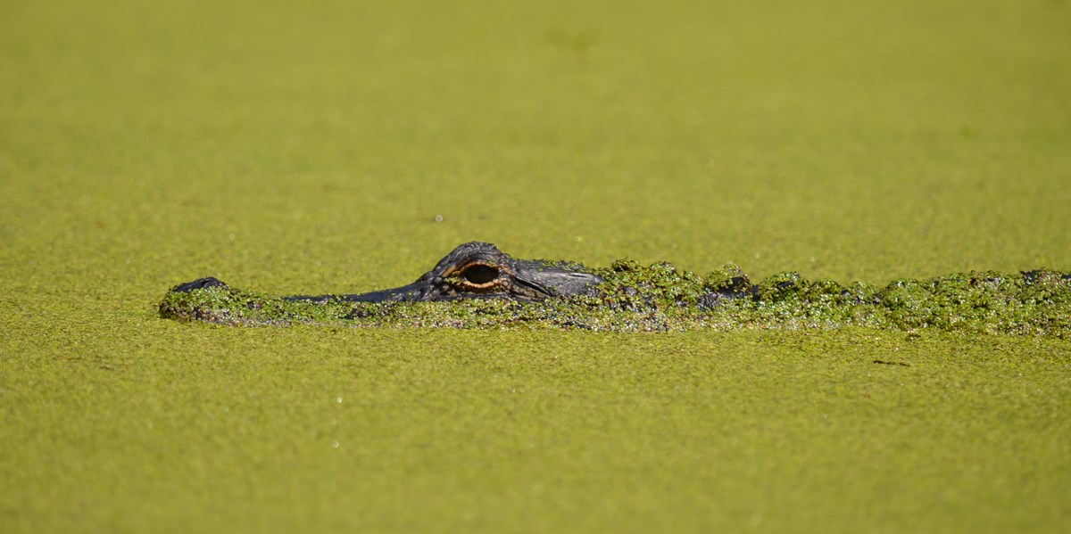 Alligator peers out of water.