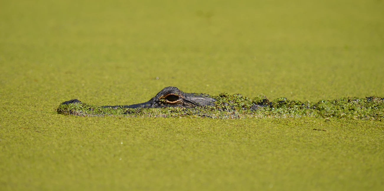 Watch Out for Alligators! Alligator peers out of water.