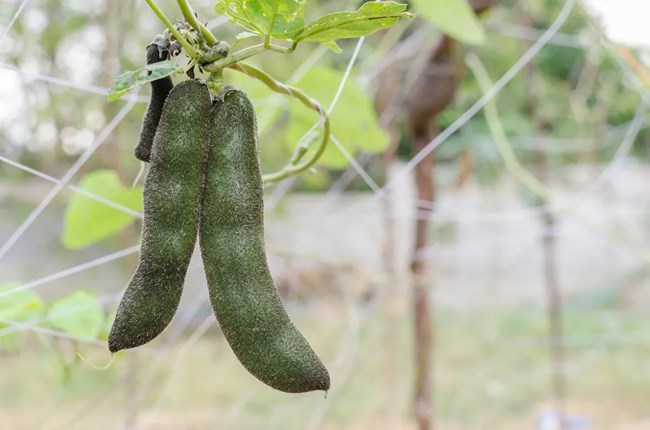 Velvet Beans