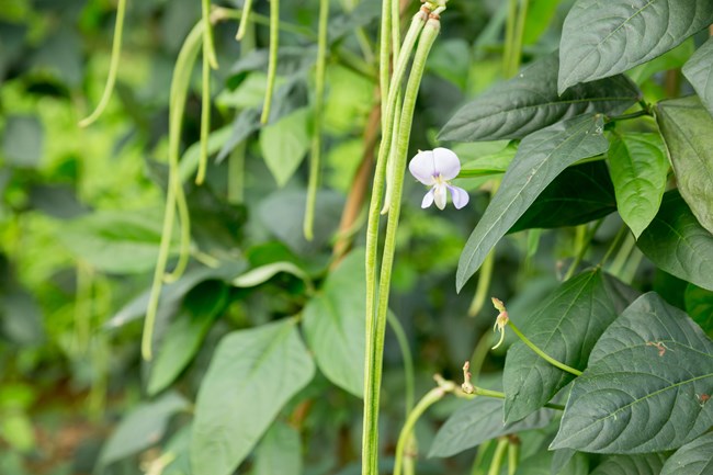 Black-Eyed Peas