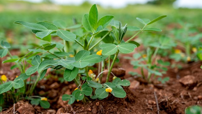Peanut Plant
