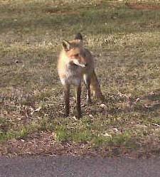 Fox at Boyhood Farm Fox at Boyhood Farm