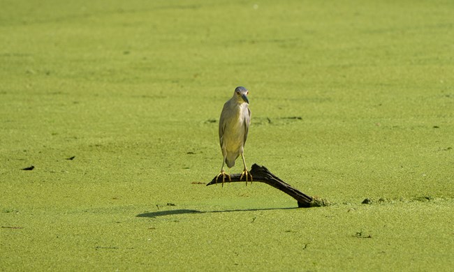 A Black-crowned Night Heron perched on a small broken limb just above the water in sunlight. The bird has black cap, upper back and scapulars; gray wings, rump and tail; and white to pale gray underparts.