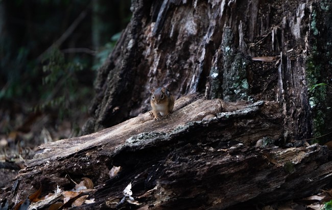 A chipmunk stands on a piece of rotting wood.